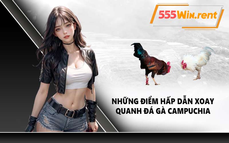 Những điểm hấp dẫn xoay quanh đá gà Campuchia